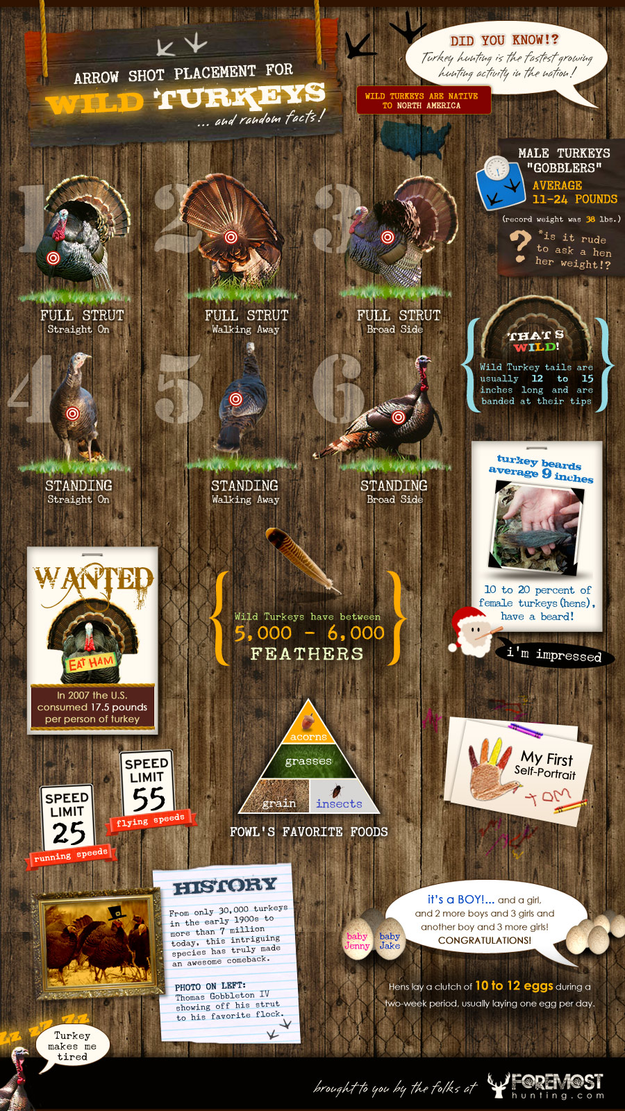 Wild Turkeys Infographic