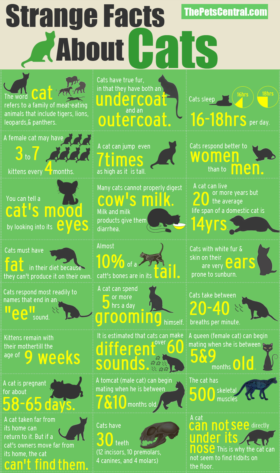 Animal Infographic