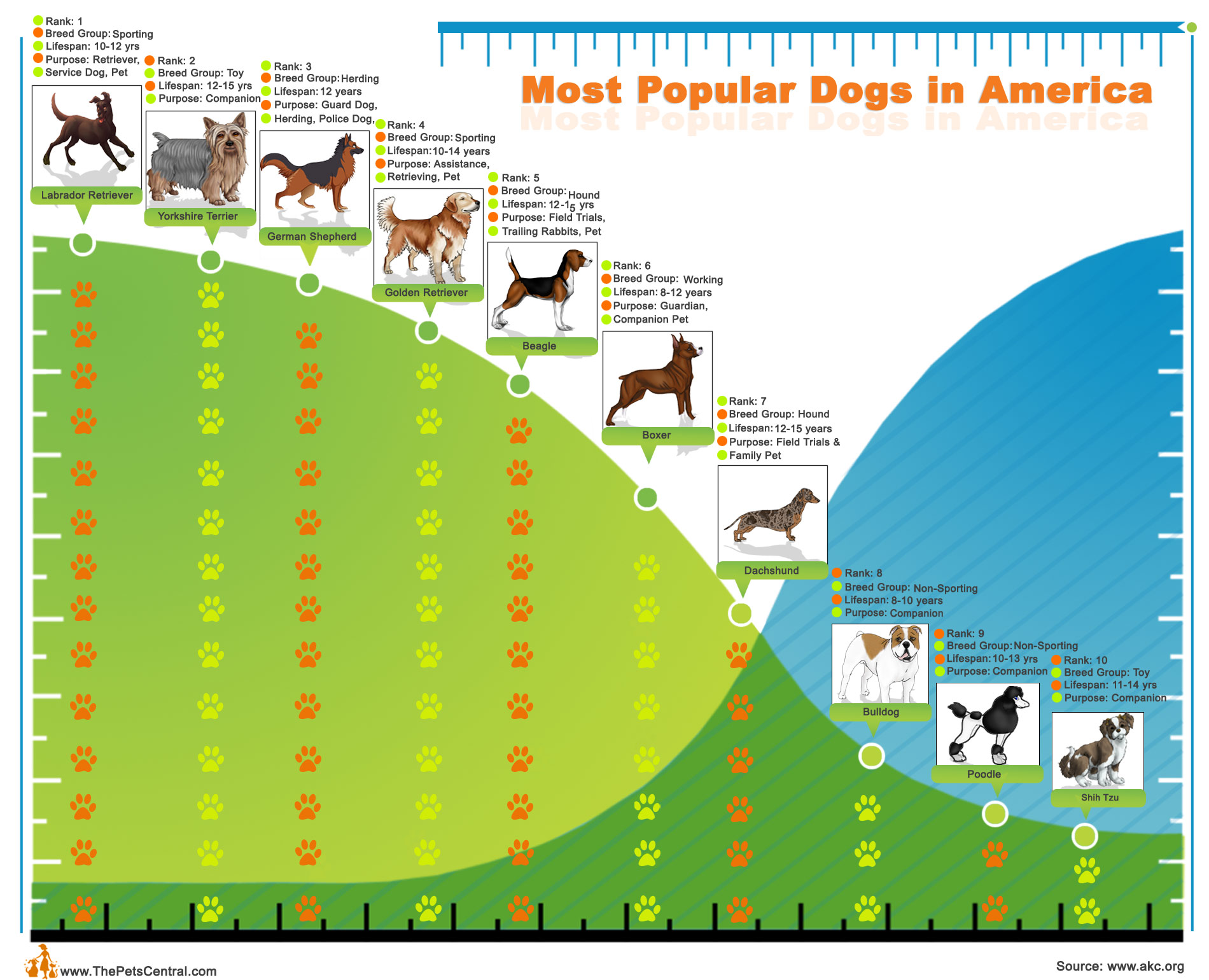 Popular Dogs Infographic