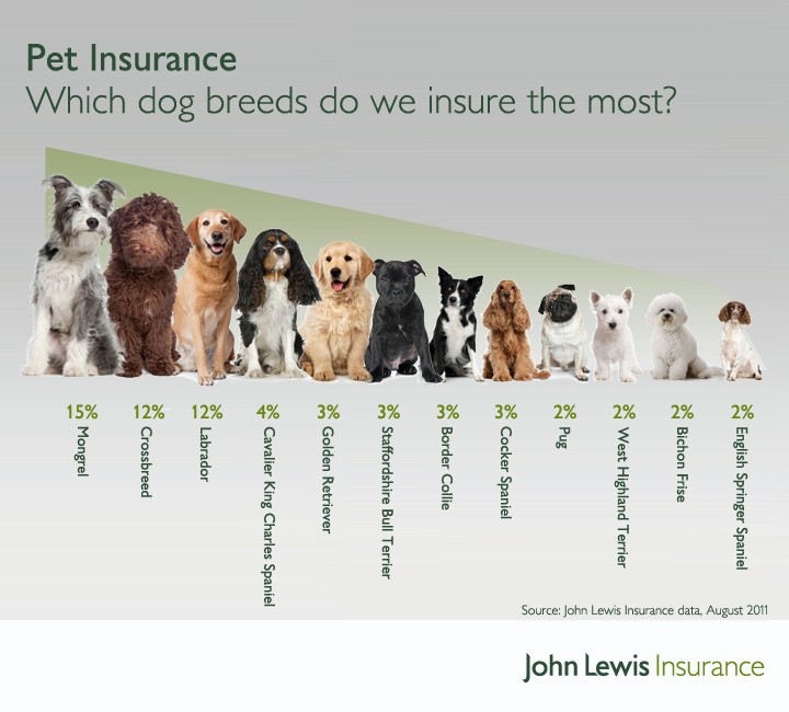 Which dog breeds do we insure the most?