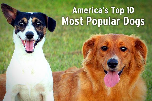 Top 10 Most Popular Dogs In America 1