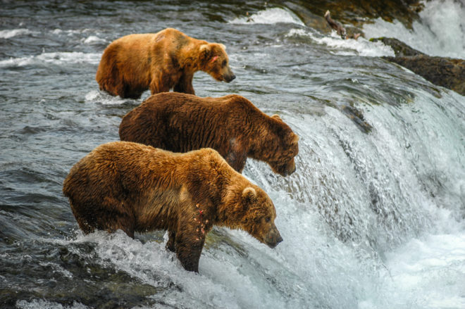 Alaska-Wildlife
